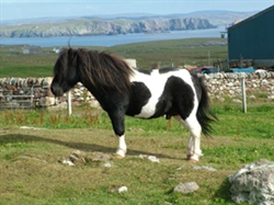 Wigwams Arrive in Shetland