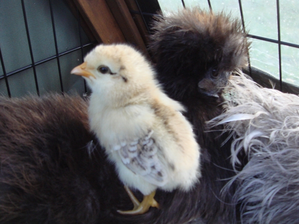 Our new chicks born 17th September 2011 - 