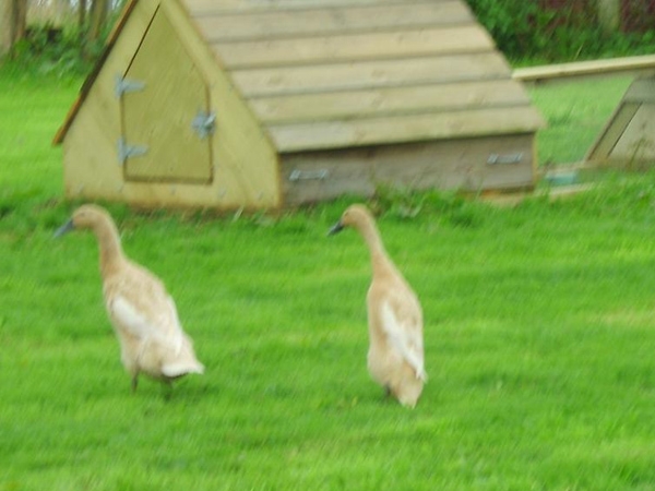 Frogwell Wigwams - 
