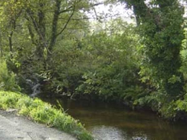Gorgeous Greenery at Gleneedle Wigwams - Looking lush and leafy round about Gleneedle