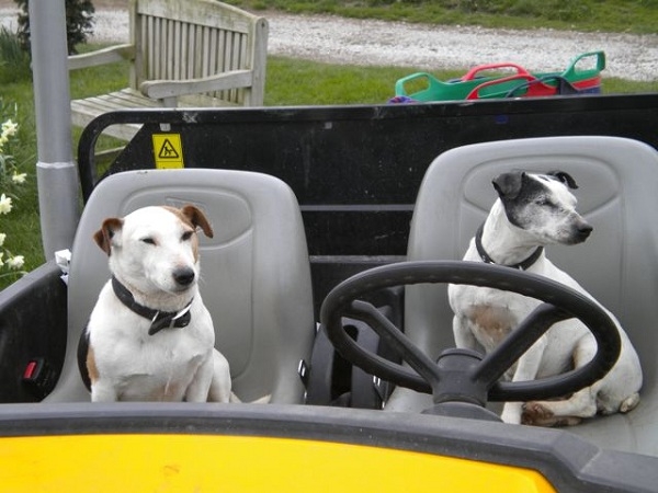 Meet Charlie and Spot - 