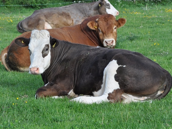 Even the Cows are Relaxed at Humble Bee! - 