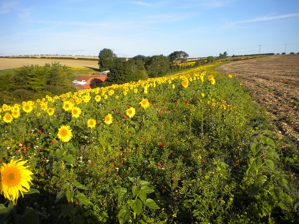 Summer at Humble Bee Farm - 