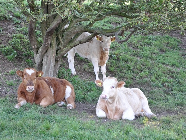 Meet the Farm Animals - 