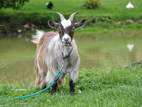 Meet the Farm Animals - 