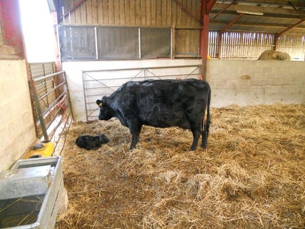 Calving And Lambing Event at Humble Bee - A New Addition