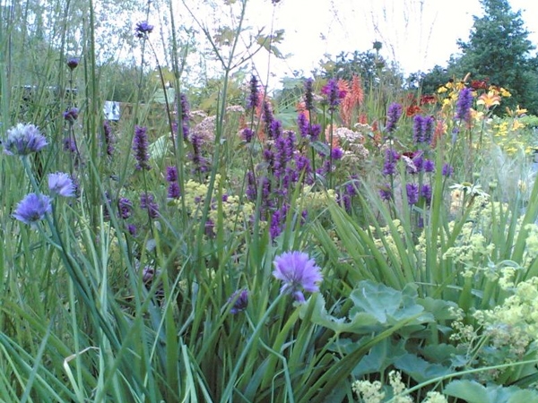 Beautiful Flowers - Honeybrook Wigwams in full bloom