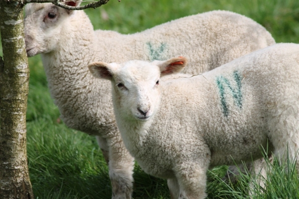 The lambs are here. - 