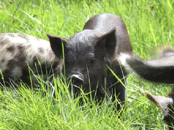 Sands Wigwams - We sell pig food in our shop, why not feed the Sands pigs?