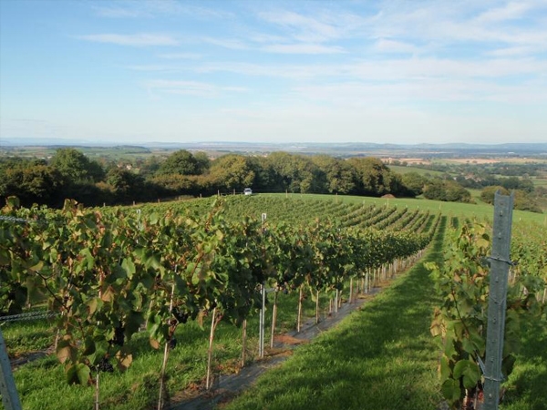 Secret Valley Vineyard - 