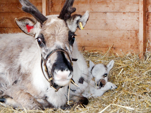 Little Will snuggles up to her mum - 