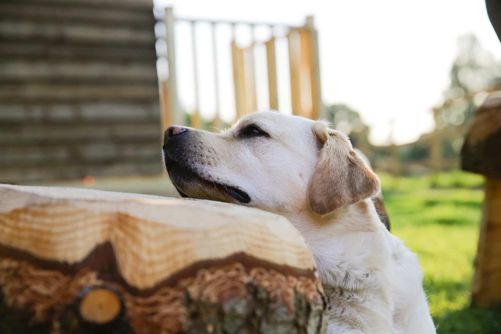 Labrador resting on a log bench outdoors at a Wigwam Holidays site