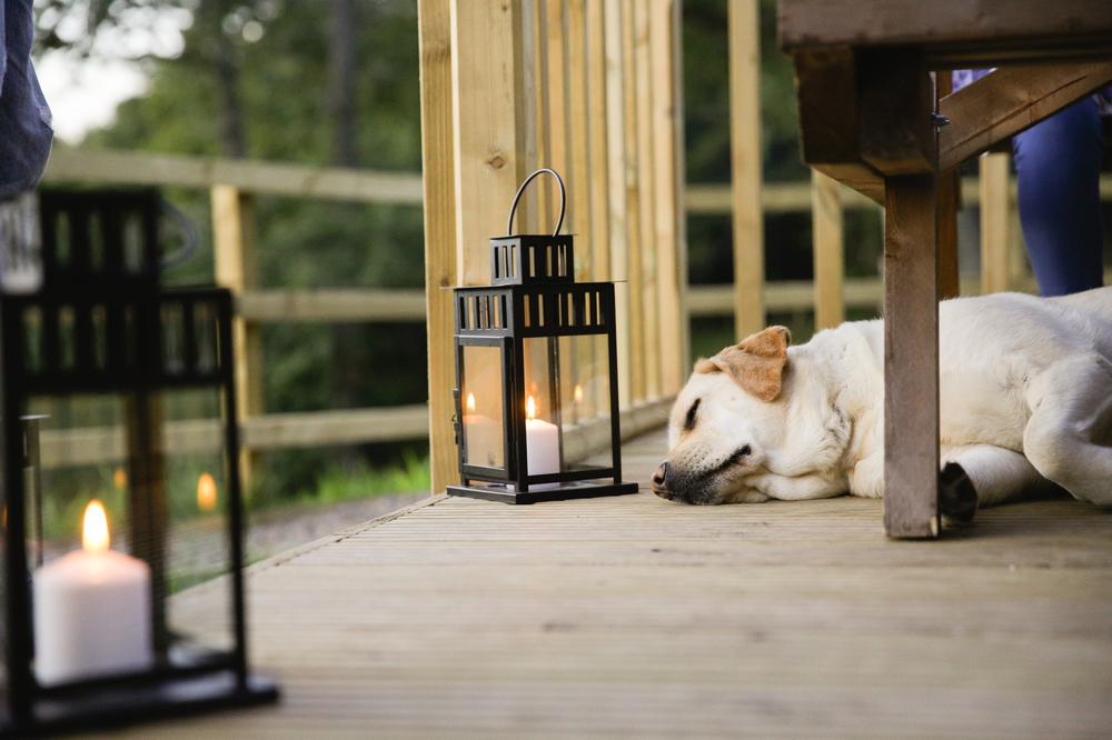 Dog settled on the decking outside a Wigwam Holidays cabin in the evening with lanterns lit