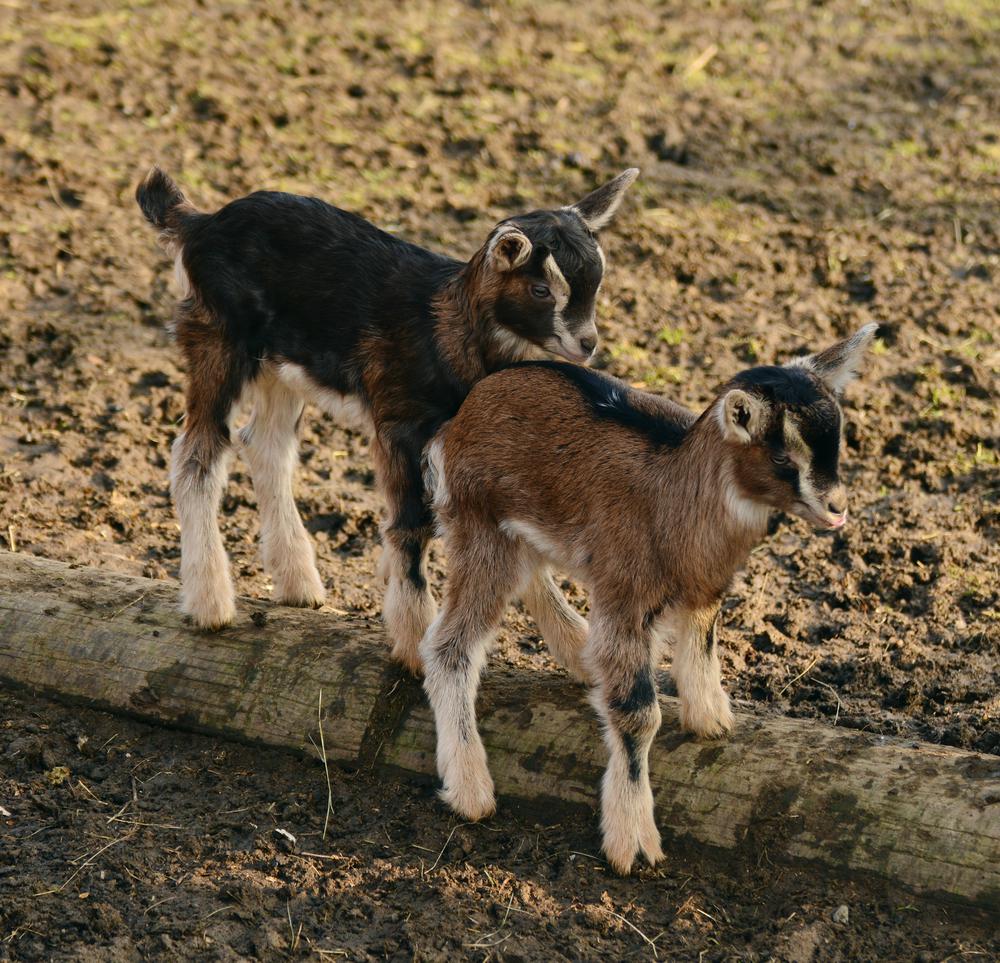 Millside Goats